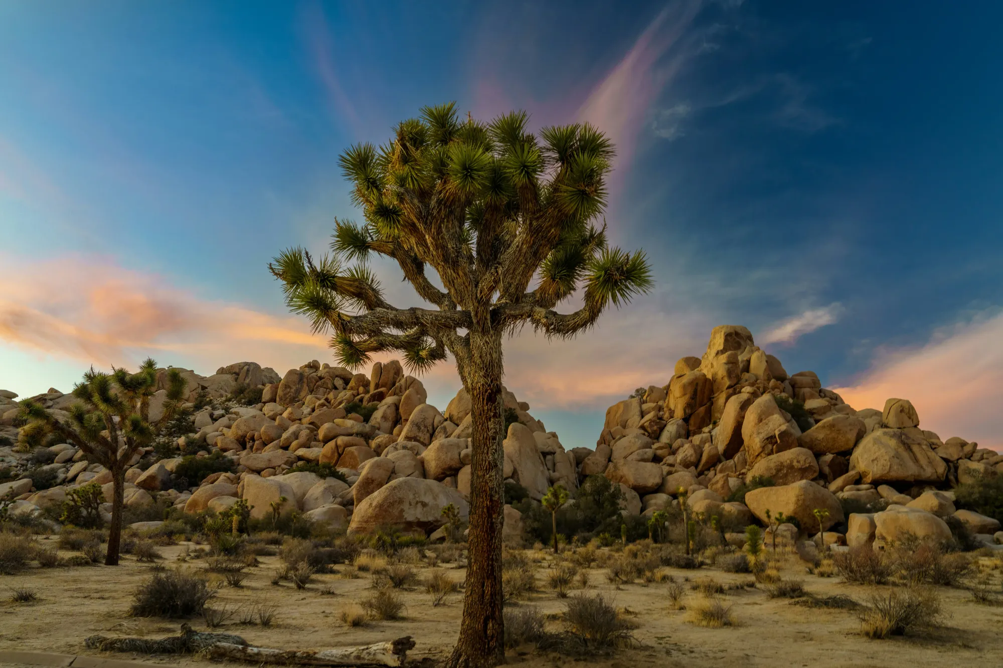 Photo by <a href="https://unsplash.com/@happy_pixel?utm_source=unsplash&utm_medium=referral&utm_content=creditCopyText">Vinu T</a> on <a href="https://unsplash.com/photos/a-desert-landscape-with-a-few-trees-with-joshua-tree-national-park-in-the-background-fgcr7-lZWUs?utm_source=unsplash&utm_medium=referral&utm_content=creditCopyText">Unsplash</a>       